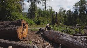 Best Tree Trimming and Pruning  in Baird, TX