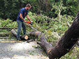 How Our Tree Care Process Works  in  Baird, TX