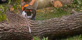 Best Commercial Tree Services  in Baird, TX