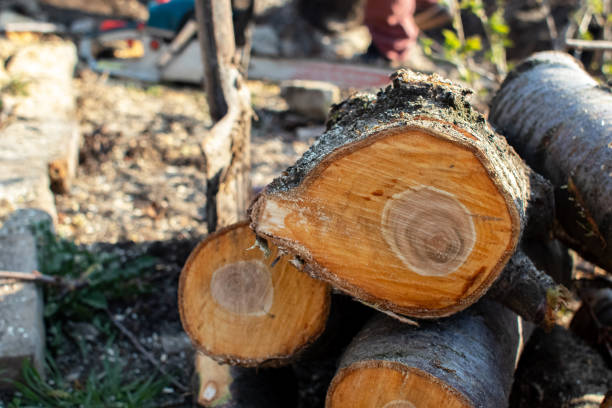  Baird, TX Tree Removal Services Pros