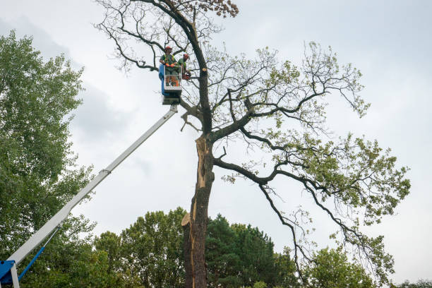 Mulching Services in Baird, TX