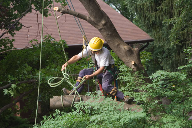 Best Stump Grinding and Removal  in Baird, TX