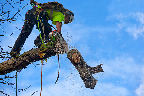 Best Tree Removal  in Baird, TX