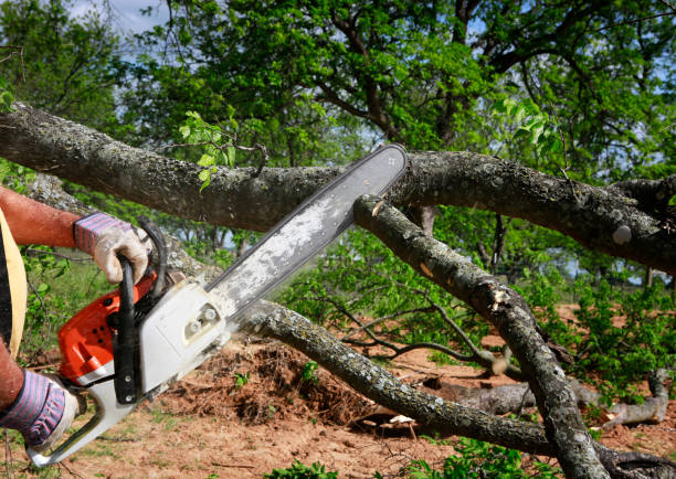 Best Stump Grinding and Removal  in Baird, TX