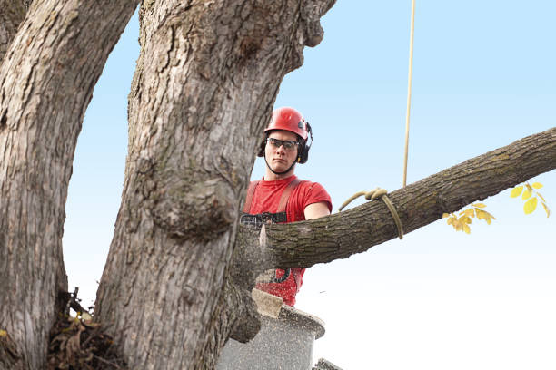 Best Tree Planting  in Baird, TX